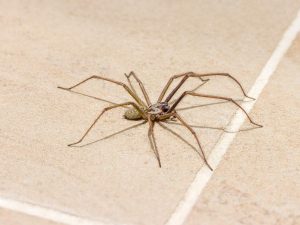 Can Pest Control Get Rid of Spiders?