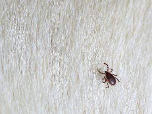 Can Rats Bring Ticks into Your Home?