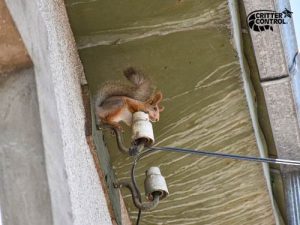 Common Forms of Squirrel Damage in Orlando