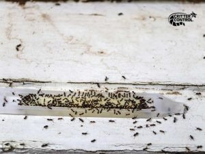 Do Ant Traps Actually Remove Ants?