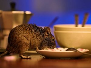 Do Rodents Come Indoors During Winter?