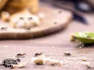 5 Effective Tips to Get Rid Of Ants