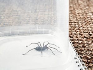 Eliminate Spiders for Good: Our Proven Control Techniques