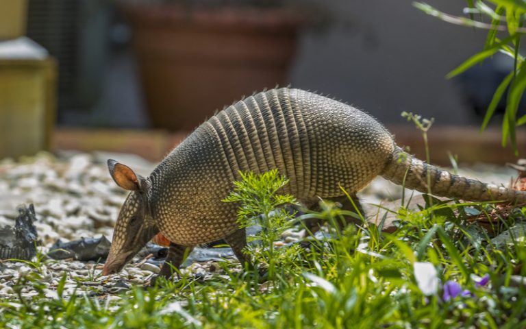 How To Get Rid Of Armadillos In Florida | Critter Control Orlando