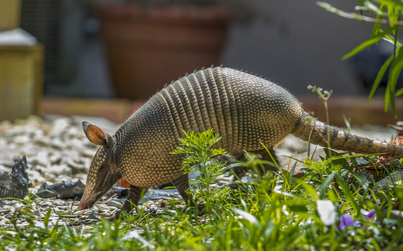 How To Get Rid of Armadillos in Florida