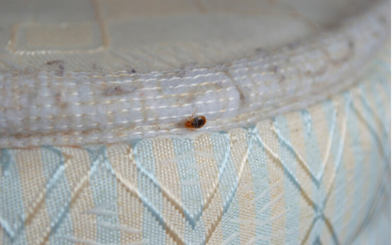 adult bed bug on a mattress in orlando