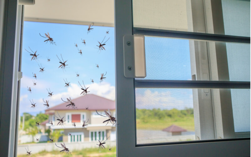 mosquitoes in a home in orlando