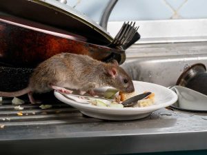 Harmful vs. Humane Ways to Get Rid of Rats