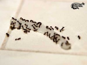 5 Homeowner Tips to Prevent Ants