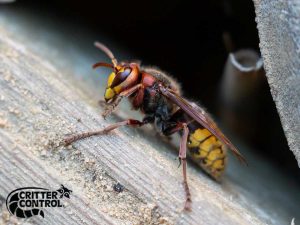 Hornet Removal Services