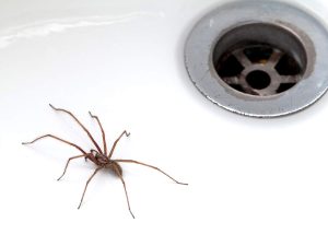 How Do Professionals Get Rid of Spiders?
