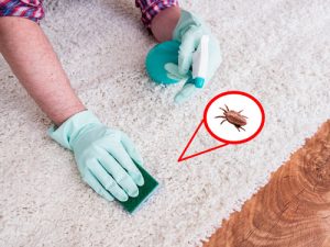How Fleas Get in Your Home