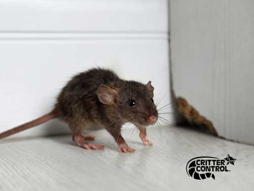 When to Seek Professional Odor Removal for Dead Mice  