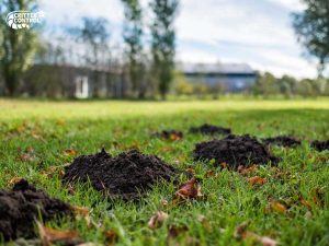 how-to-get-rid-of-moles-in-your-yard