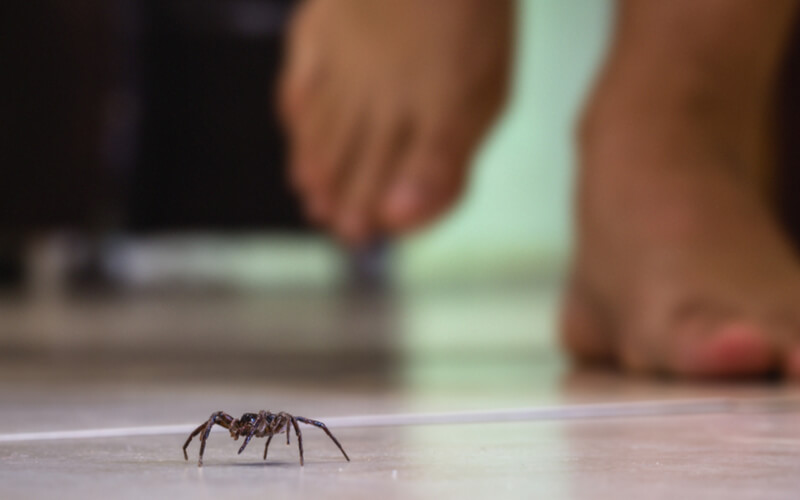 spider in an orlando home