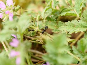 How to Keep Ants Out of Your Garden