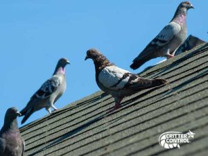 How to Keep Pigeons Away