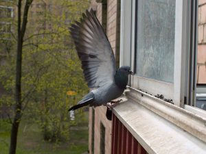 How to Prevent Birds from Tapping on Your Window