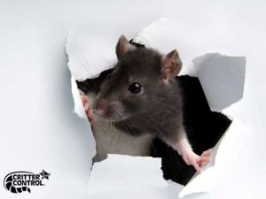 How to Tell if Mice Are in Your Walls