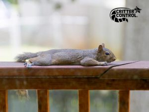 How to Tell if Squirrels are Nesting in Your Home