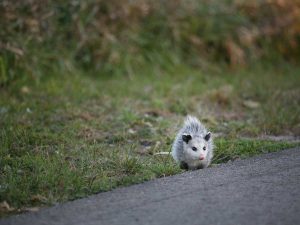 How to Tell if You Have a Rabid Opossum on Your Property