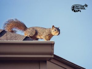 Hurricane Roof Damage and Critters in Orlando