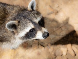 Important Things to Know About Rabid Raccoons