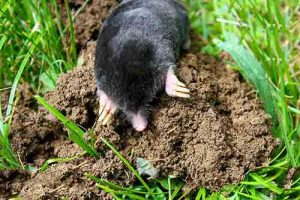 mole digging in garden