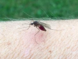 Mosquito-Proofing Your Home: Tips and Tricks