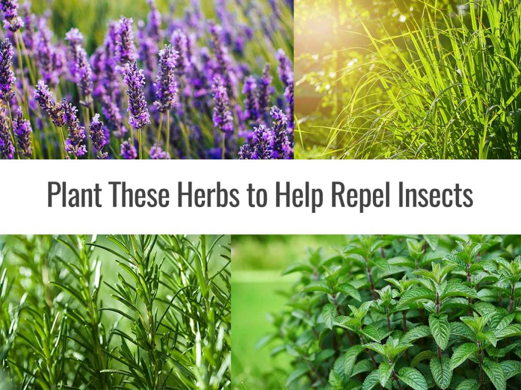 Plant These Herbs to Help Repel Insects