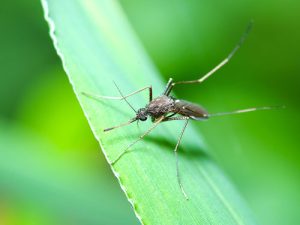 5 Plants to Naturally Repel Mosquitoes