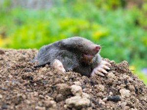 The Pros and Cons of Different Mole Control Methods