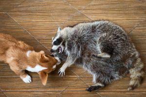 raccoon and a pet dog