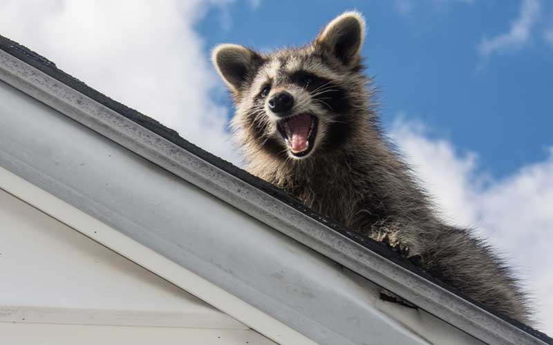 Raccoon Prevention Tips