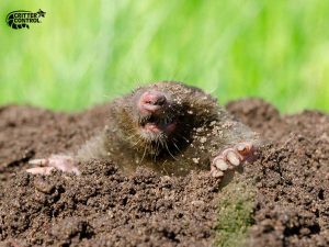 8 Remedies for Getting Rid of Moles