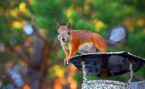 How to Protect Your Chimney From Fall and Winter Wildlife