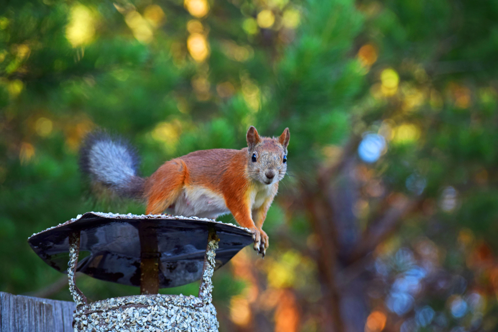 Can Squirrels Get Through My Chimney?