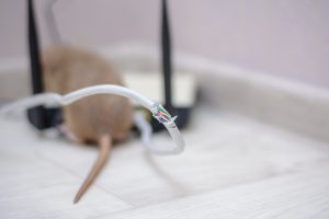 Why Do Rats Chew Through Everything?
