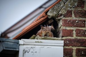 Signs Your Commercial Building Has Squirrels in the Walls