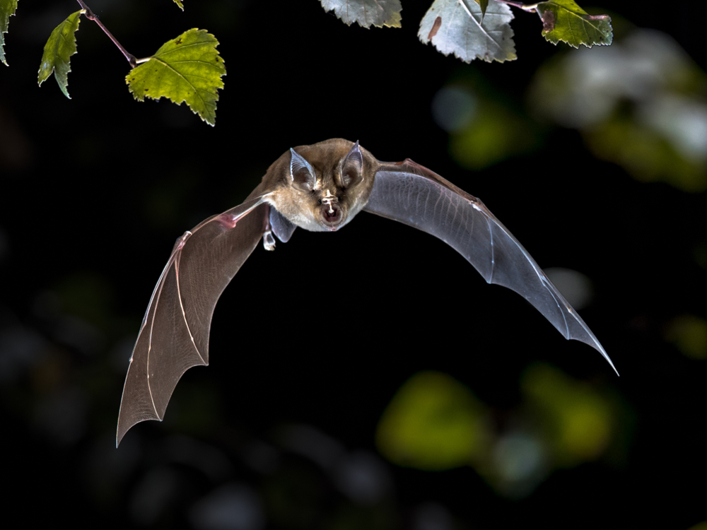 Everything You Need to Know About Bat Maternity Season