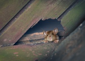 rats in the attic orlando