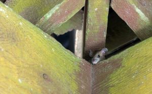 Rat Proofing Tips for a Pest-Free Winter