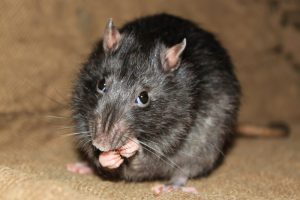 Ways to Humanely Repel Rats