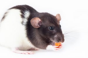 Why You Should Never Use Mothballs for Rats