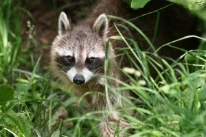 Ways to Keep Raccoons From Hibernating in Your Home