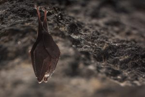 What Is Bat Exclusion?