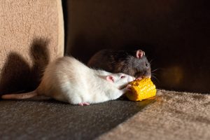 What Equipment Do I Need for Rat Removal?