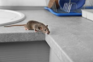Habits to Help Prevent Pests in Your Office