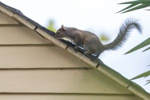 Restoring Your Attic After a Squirrel Infestation