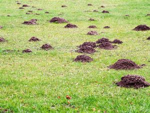 Signs of a Burrowing Animal Infestation